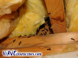 WAVE Home Inspector MA