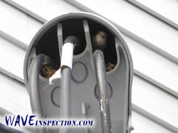 Birds nest inside weatherhead. - WAVE Home Inspector MA